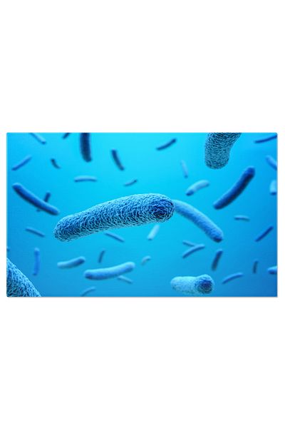 StoryGift Romania Tablou Canvas Ilustratie 3d A Bacteriilor In Forma De Baston, Biologie, Microbiologie, E.coli 2