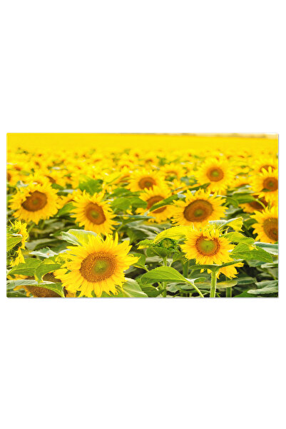 StoryGift Romania Tablou Canvas Camp De Floareasoarelui Inflorit In Toata Spl...