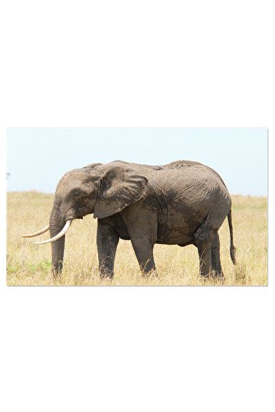 StoryGift Romania Tablou Canvas 140 X 90cm Elefant In Savana - Kenya, Masai M...