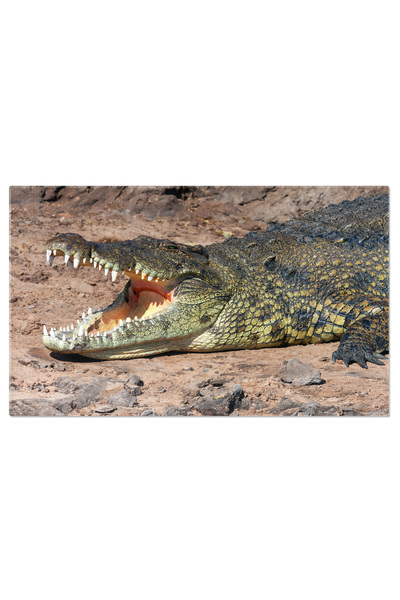 StoryGift Romania Tablou Canvas Crocodil Nil Pe Malul Raului Chobe Din Botswa...