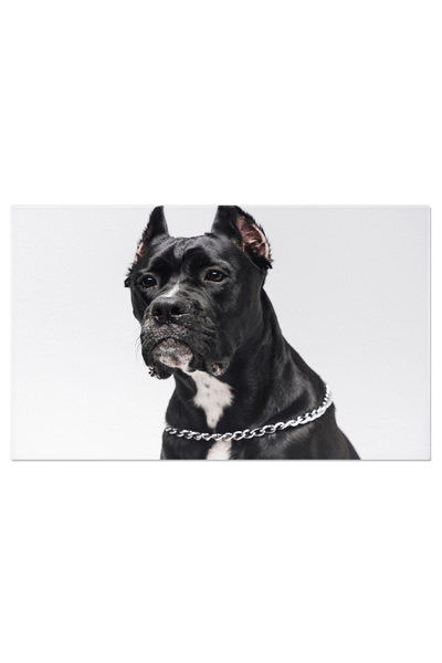 StoryGift Romania Tablou Canvas - Staffordshire Bull Terrier Elegant In Funda Si Cravata - A Portrait Of Canine E