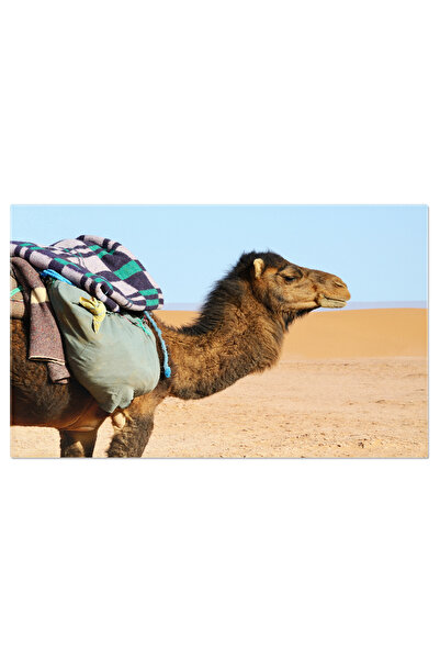 StoryGift Romania Tablou Canvas Camila In Desert Animal Desert, Nisip, Natura, Animal, Camila. 1035