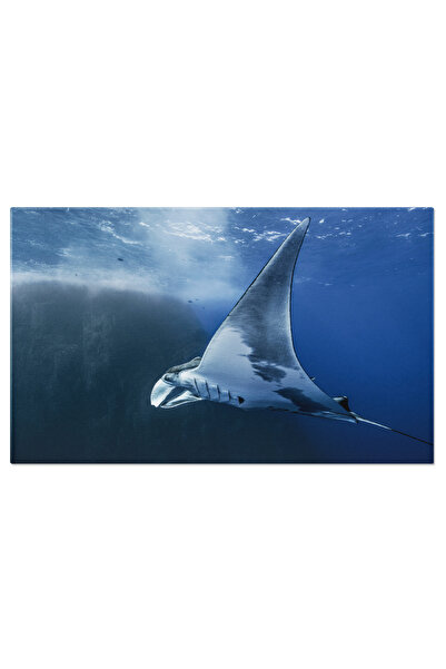 StoryGift Romania Tablou Canvas Raia Manta Oceanica Vedere Subacvatica, Sea M...