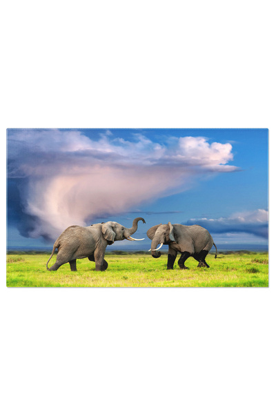 StoryGift Romania Tablou Canvas - Peisaj African Cu Lupta Dintre Pasari Si Fructe: Duel Bohemian Waxwing