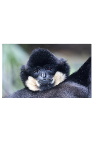 StoryGift Romania Tablou Canvas Gibonul Cu Obraji Galbeni O Specie De Maimuta...