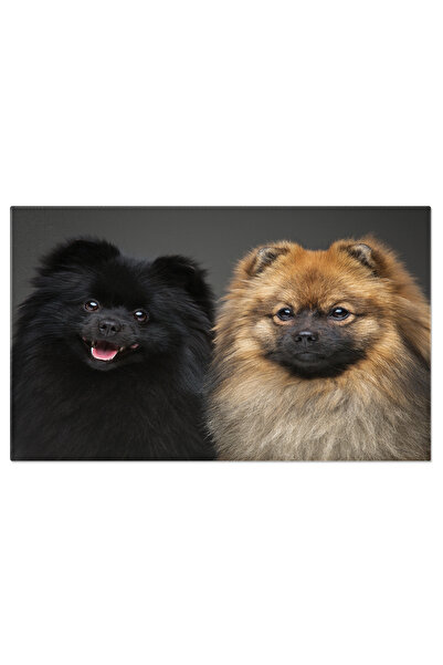 StoryGift Romania Tablou Canvas - Pomeranian Spitz: Portretul Unui Catelus At...