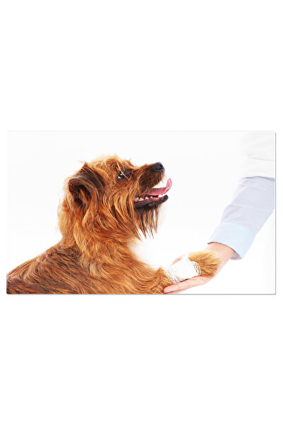 StoryGift Romania Tablou Canvas - Prim Ajutor Pentru Blanuri: Vindecare