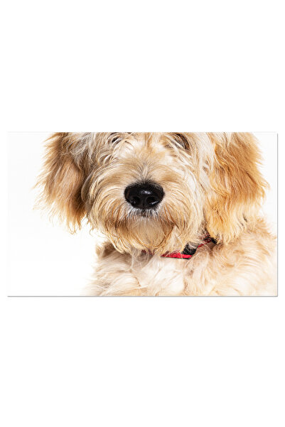 StoryGift Romania Tablou Canvas - Combinarea Raselor: Caini De Companie