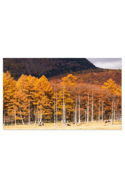 StoryGift Romania Tablou Canvas Peisaj Forestier In Toamna Japonia, Toamna, C...