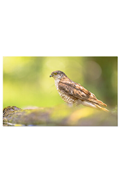 StoryGift Romania Tablou Canvas: Calatorie In Lumea Vulturilor - Pasare, Acci...