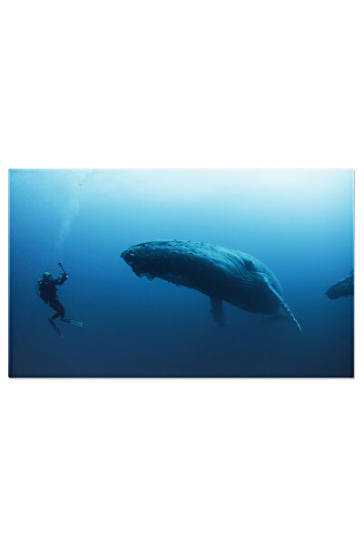 StoryGift Romania Tablou Canvas - Inot Cu Balenele Cu Cocoasi: Minunile Adanc...