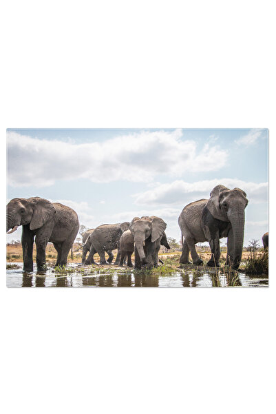 StoryGift Romania Tablou Canvas: Natura Salbatica A Africii In Detaliu - Safa...