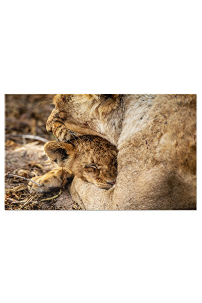 StoryGift Romania Tablou Canvas Pui De Leu Cu Mama, Animal, Leu, Safari, Natur 2780