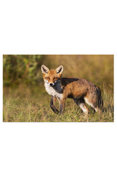 StoryGift Romania Tablou Canvas: Vulpe Rosie - Pandind Lumina Soarelui In Tim...