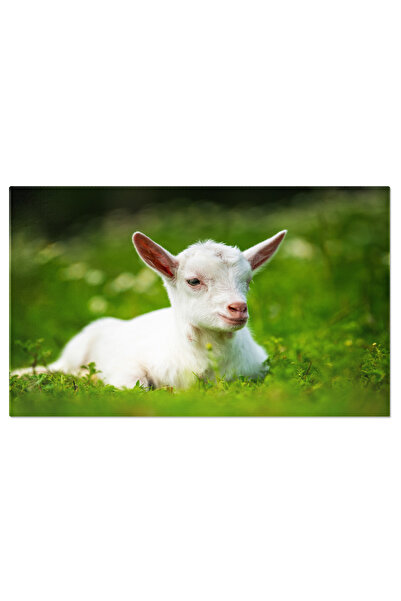 StoryGift Romania Tablou Canvas - Animale De Ferma: Mici Si Adorabili, O Incu...