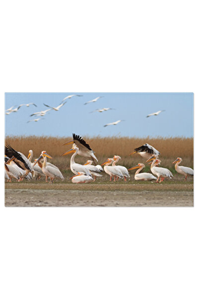 StoryGift Romania Tablou Canvas - Peisaj La Delta Dunarii: Pelicanii In Rezervatie, Privindu-i Pe Eroiin Apararea