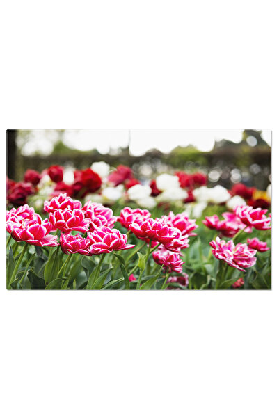 StoryGift Romania Tablou Canvas Lalele Cu Petale Rosii Neobisnuite, Natura, F...