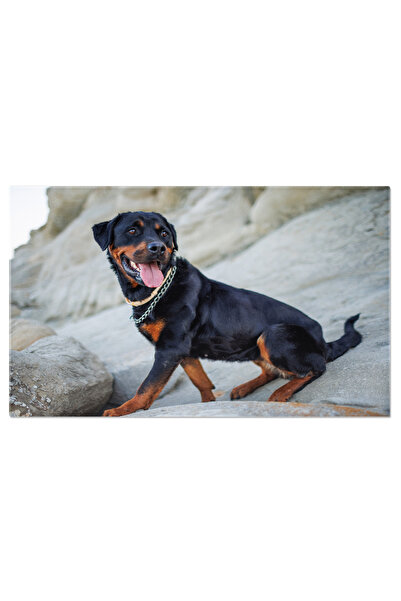 StoryGift Romania Tablou Canvas Rottweiler La Plaja Soare, Portret, Caine, Mare, Colorat, Rottweiler, Privind, Fa