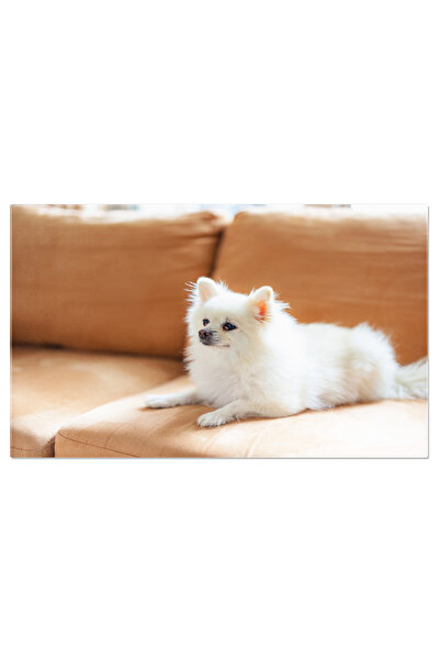 StoryGift Romania Tablou Canvas Caine Pomeranian Asezat Pe Canapea Pomeranian...