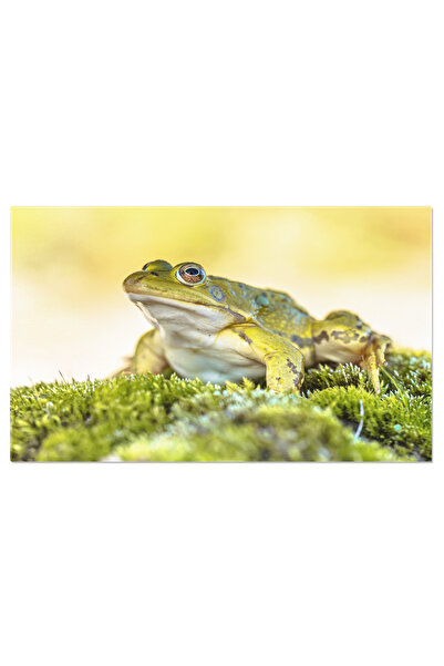 StoryGift Romania Tablou Canvas - Misterele Padurii Negre Intr-o Zi Inspaiman...