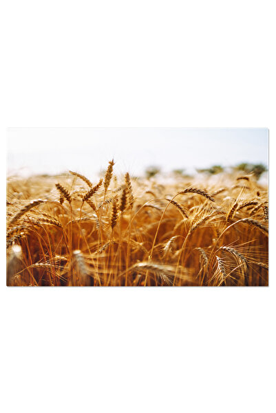 StoryGift Romania Tablou Canvas: Camp Cu Culturi La Apus Intr-un Mediu Rural