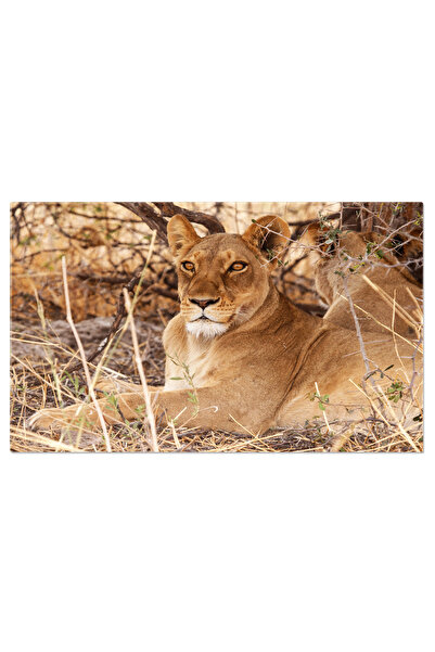 StoryGift Romania Tablou Canvas Cu Delta Misterioasa Okavango - Locuinta A Cr...