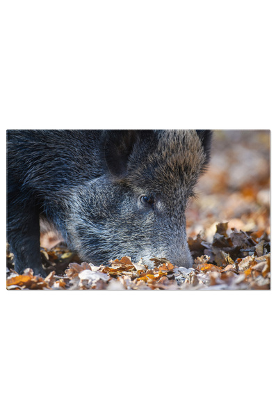 StoryGift Romania Tablou Canvas - Mistret Salbatic In Padure: Fauna Salbatica...