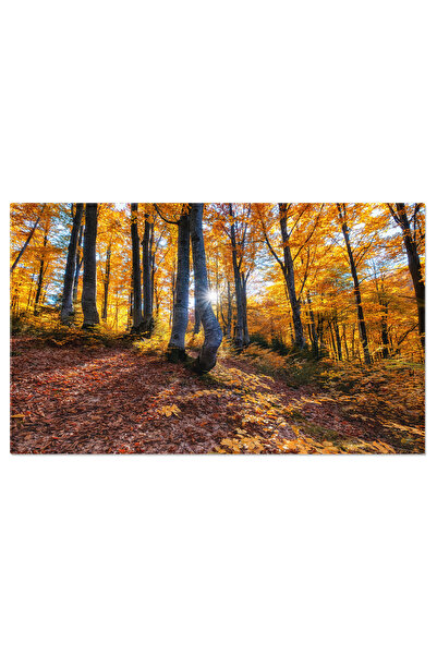 StoryGift Romania Tablou Canvas Padurea Toamnei Si Soarele Ca Fundal Toamna, ...
