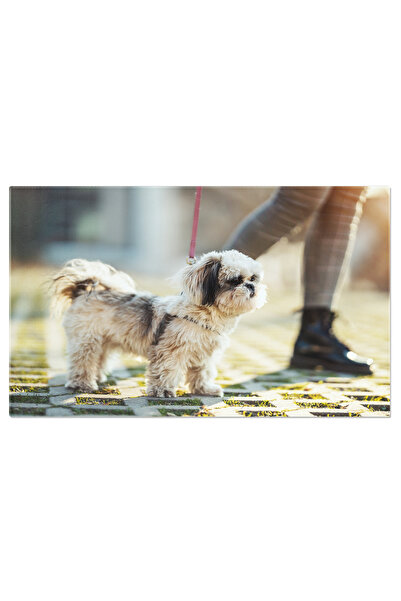 StoryGift Romania Tablou Canvas Plimbare Placuta Cu Shih Tzu Pe Strazile Oras...