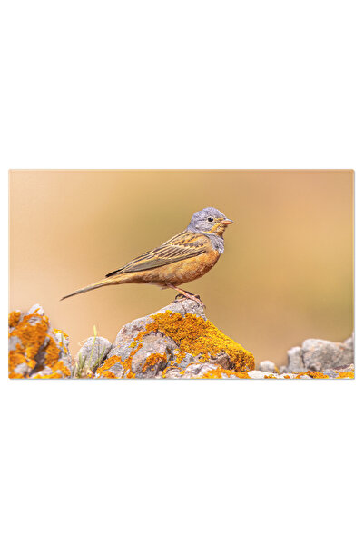 StoryGift Romania Tablou Canvas Cu Pasare Emberiza - Natura Si Pasari Exotice