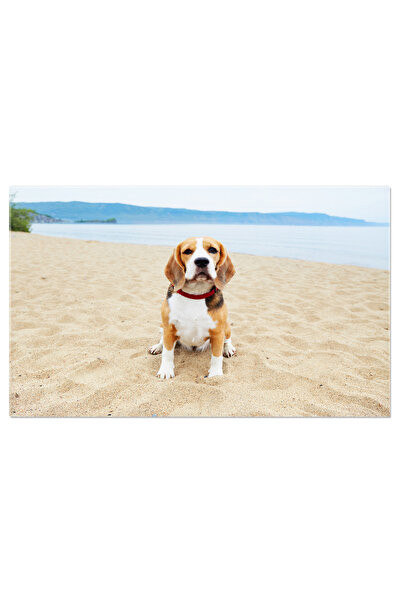 StoryGift Romania Tablou Canvas, Calatorie Estivala Cu Caine La Malul Marii -...