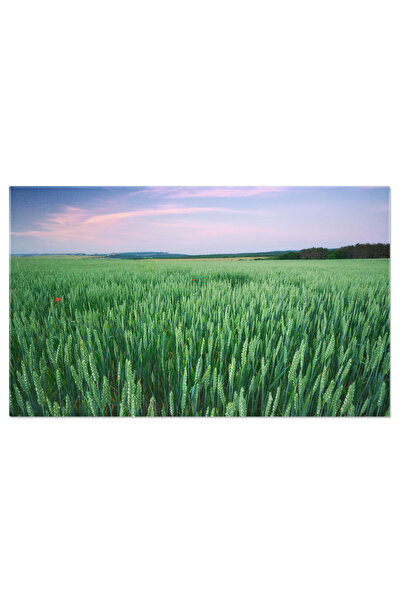 StoryGift Romania Tablou Canvas Camp De Grau, Fundal, Camp, Ferma, Raze De So...