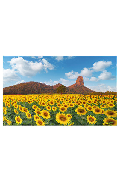 StoryGift Romania Tablou Canvas Camp De Floarea Soarelui In Gradina Naturala ...