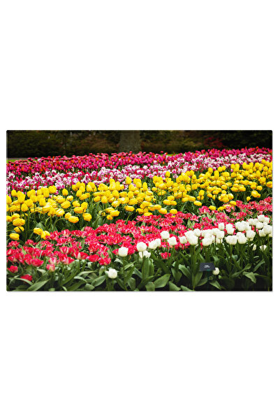 StoryGift Romania Tablou Canvas Dungi De Lalele Rosii, Galbene, Roz, Primavar...