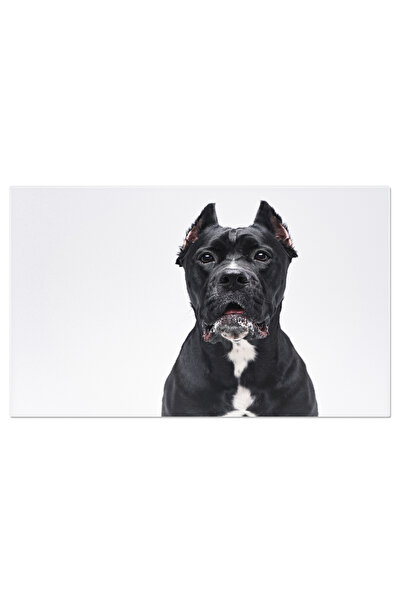 StoryGift Romania Tablou Canvas - Bullterrier Amuzant: Privire Penetranta, Portret De Studio