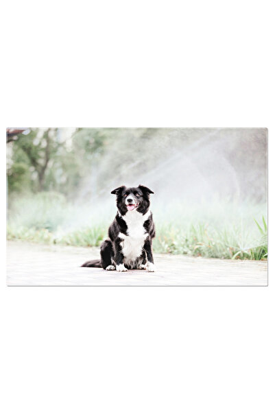 StoryGift Romania Tablou Canvas: Caine Fericit, Portret In Natura, Expresie A...