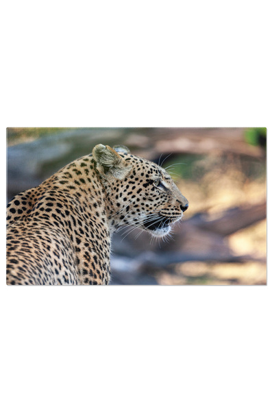 StoryGift Romania Tablou Canvas Leopard In Regiunea Raului Khwai, Botswana, Safari, Animale Salbatice, Leopard 27