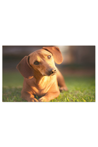 StoryGift Romania Tablou Canvas Privind Indoiala In Ochi Prietenul Necuvantat...