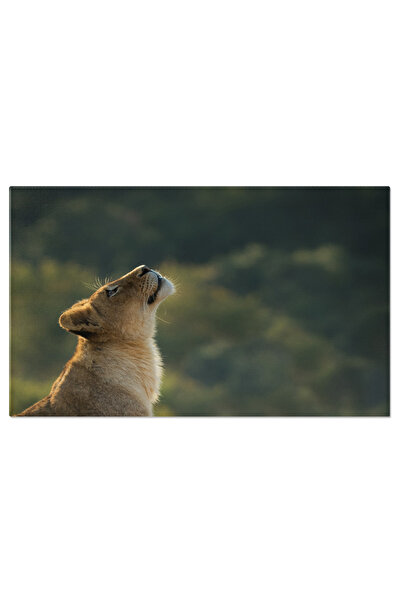 StoryGift Romania Tablou Canvas: Pui De Leu - Wildlife In Africa De Sud, Feli...