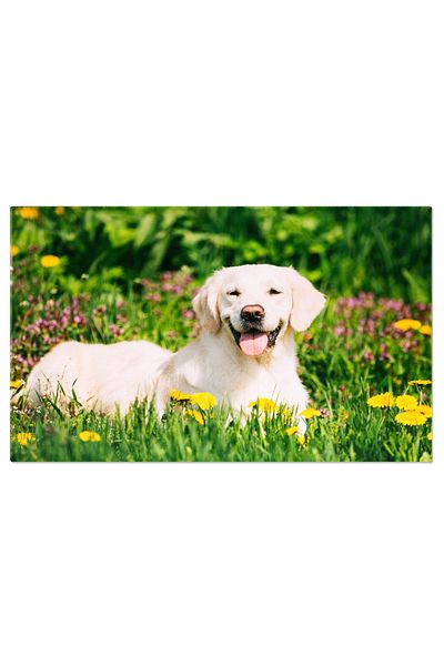 StoryGift Romania Tablou Canvas Caine Cu Floare Dandelion, Rasa Frumoasa, Ferice De Iarba Verde, Labrador Vesel