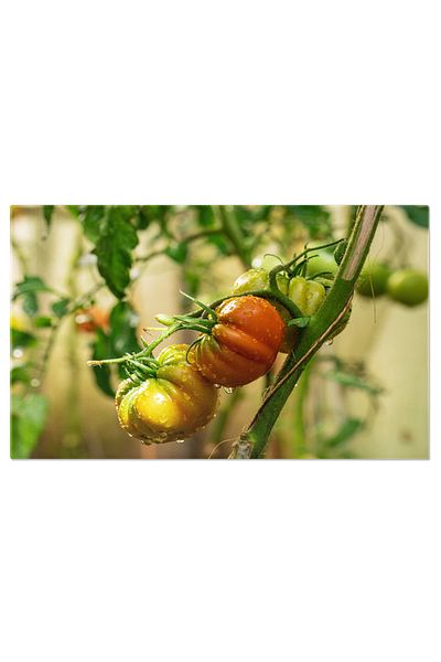 StoryGift Romania Tablou Canvas Ingrijire Naturala Pentru Rosii Pline De Sanatate Udarea In Ferma Plina De Prospe
