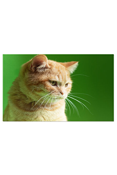 StoryGift Romania Tablou Canvas Portret Pisicuta Gingasa Animal, Portret, Ado...