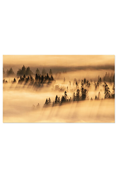 StoryGift Romania Tablou Canvas: Padurea Intr-o Dimineata Stralucitoare