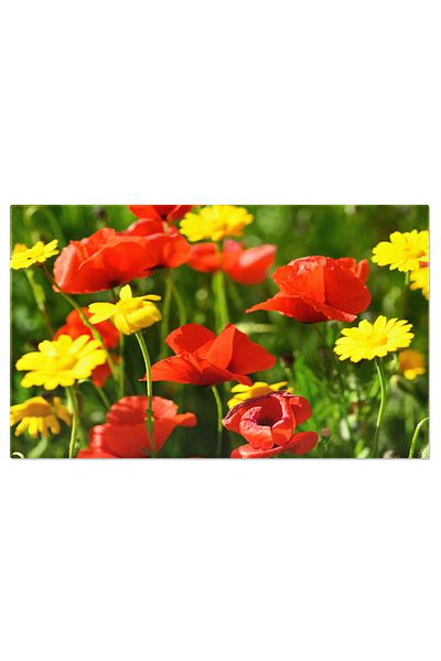 StoryGift Romania Tablou Canvas - Coquelicot Inflorit: Flori Delicate In Detaliu