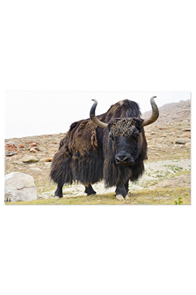 StoryGift Romania Tablou Canvas 120 X 80cm Yak Tibetan Maro Yak, Animal, Coarne, Lana, Natura. 120x80cm Stg