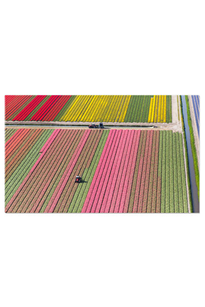 StoryGift Romania Tablou Canvas: Tractor In Mijlocul Campului Plin De Flori C...