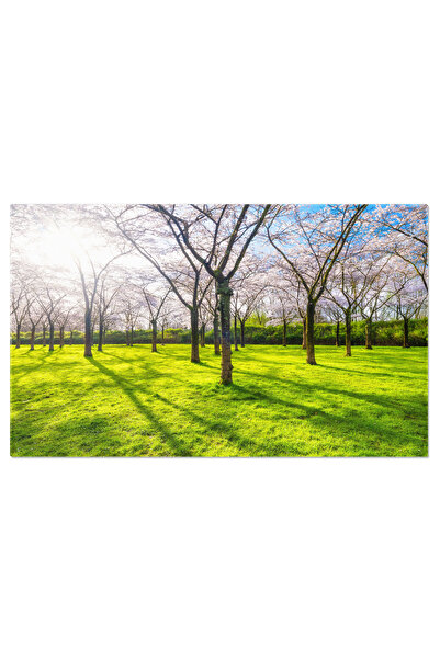 StoryGift Romania Tablou Canvas Flori De Cires In Gradina Primavara, Gradina, Flori, Sakura, Roz 1151