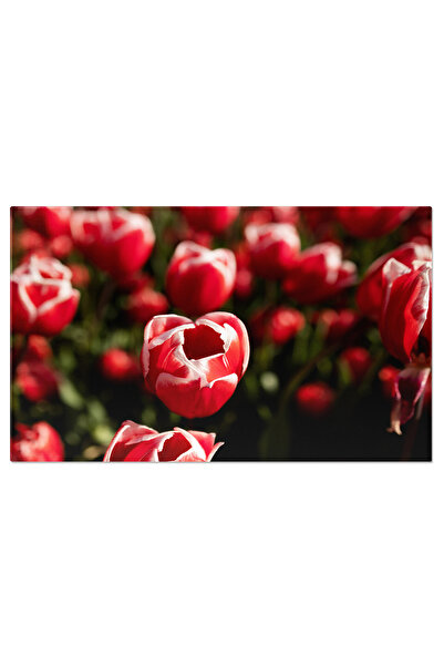 StoryGift Romania Tablou Canvas Spectacol Tulipan Rosu Si Alb, Primavara, Gra...