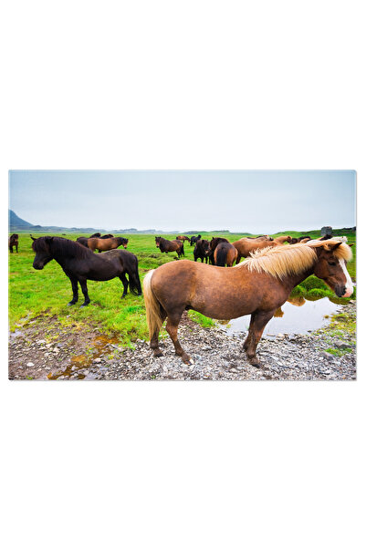 StoryGift Romania Tablou Canvas: Caii Din Islanda