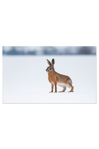 StoryGift Romania Tablou Canvas: Iepure European In Peisajul De Iarna - Iepur...